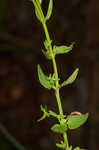 South Americn skullcap